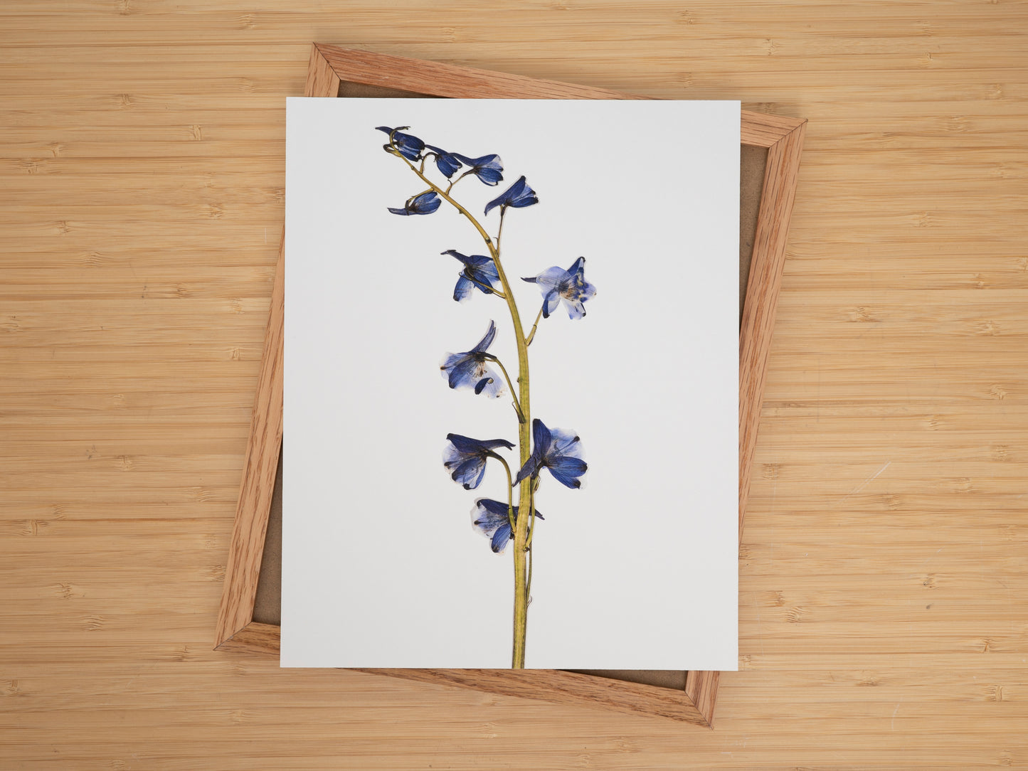 Wistful Blue