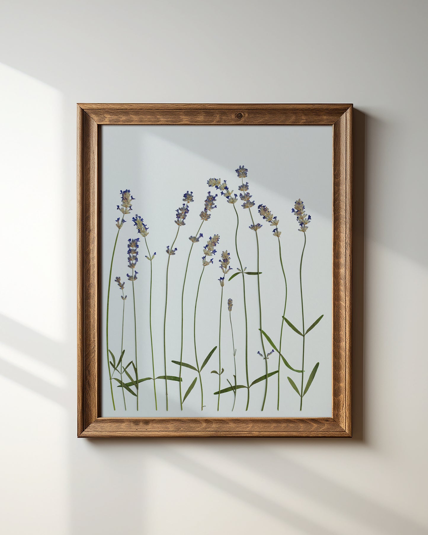 Lavender Dream