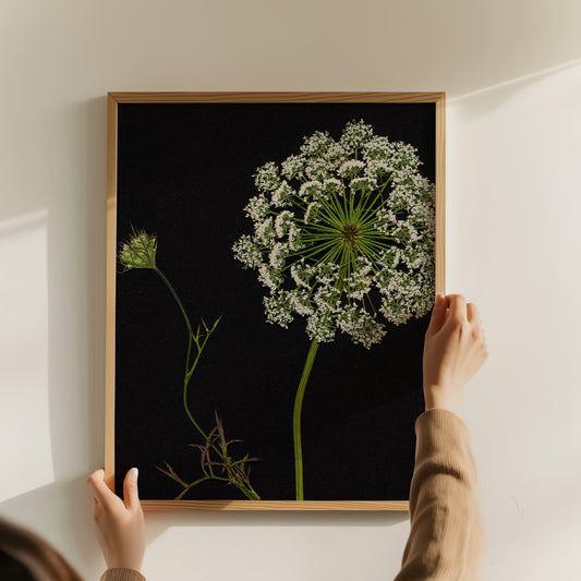 Person hanging a framed print of pressed queen anne's lace on a wall.