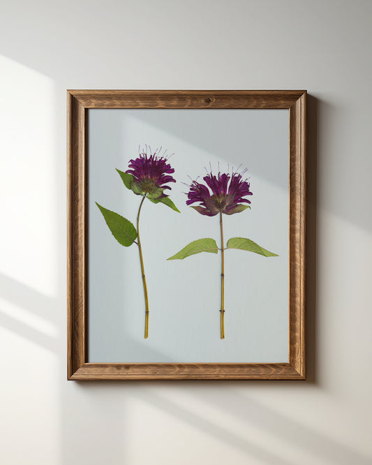 Bee Balm Bloom