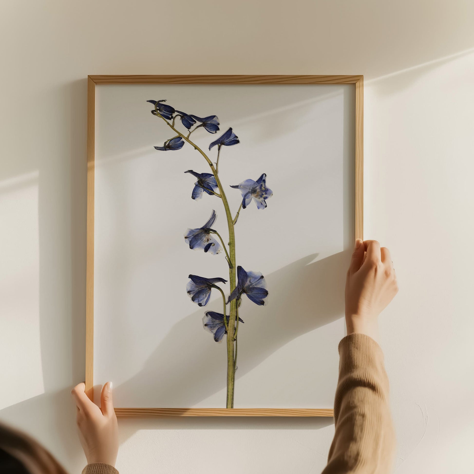 Person hanging a framed print of blue pressed flower on a wall