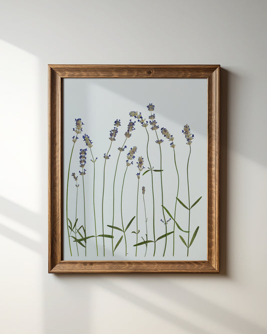 Lavender Dream