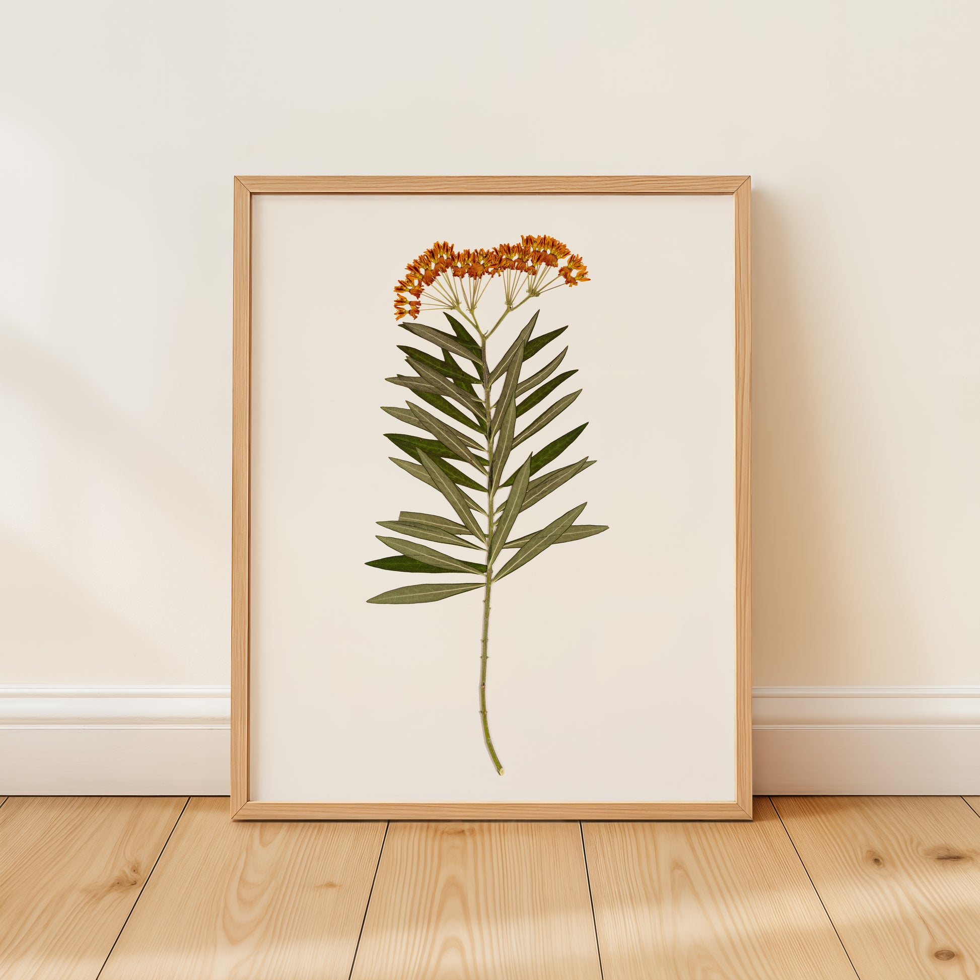 Framed botanical print of a milkweed with orange flowers on a white background