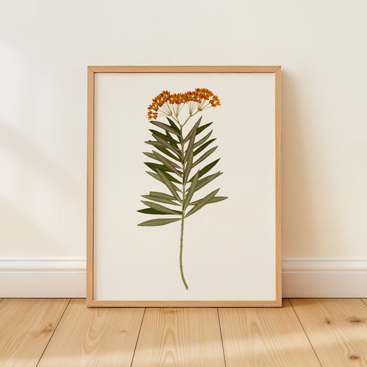 Framed botanical print of a milkweed with orange flowers on a white background