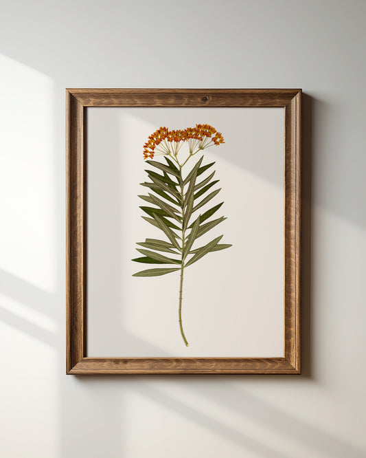 Milkweed Moment