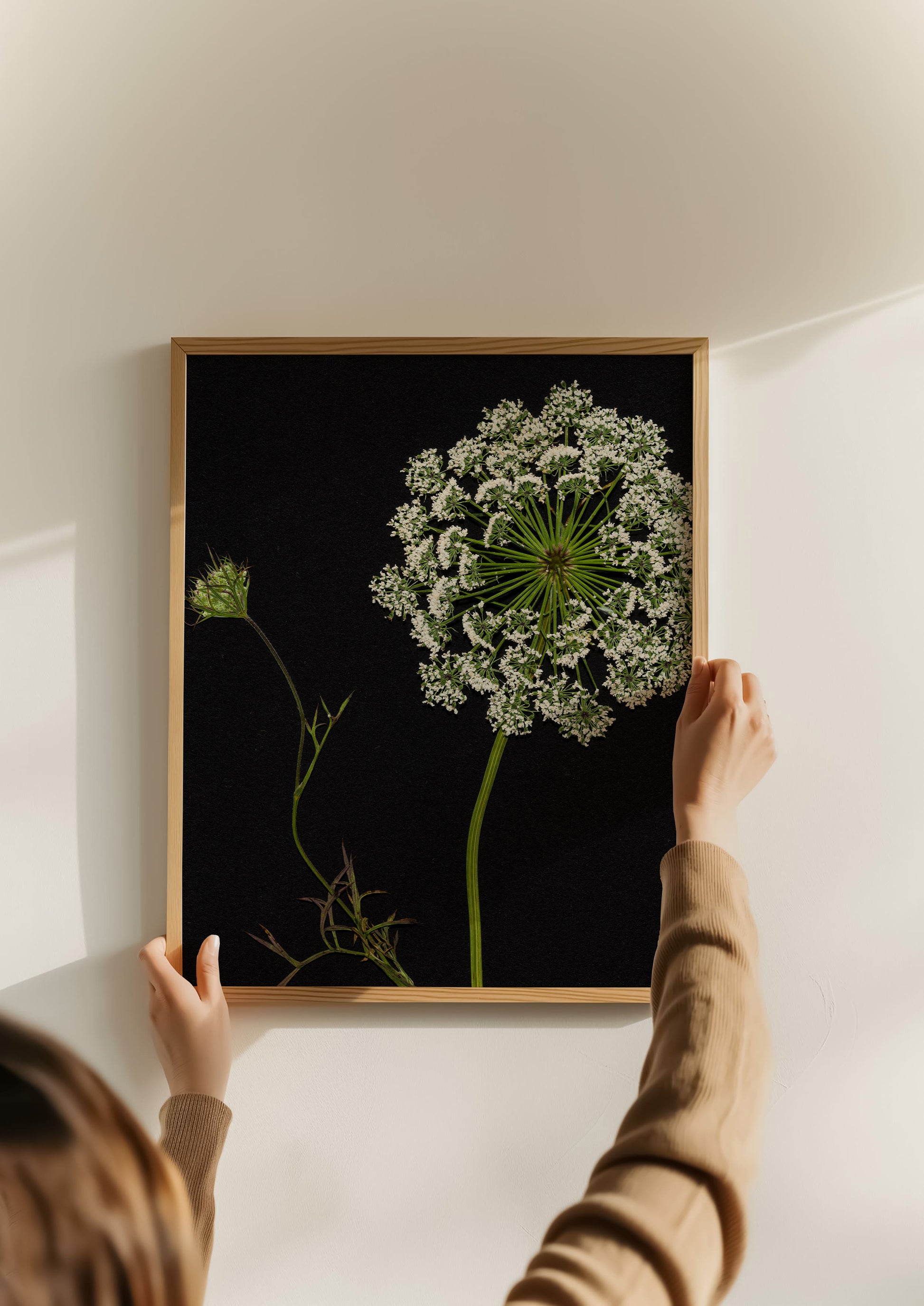 Person hanging a framed print of pressed queen anne's lace on a wall.