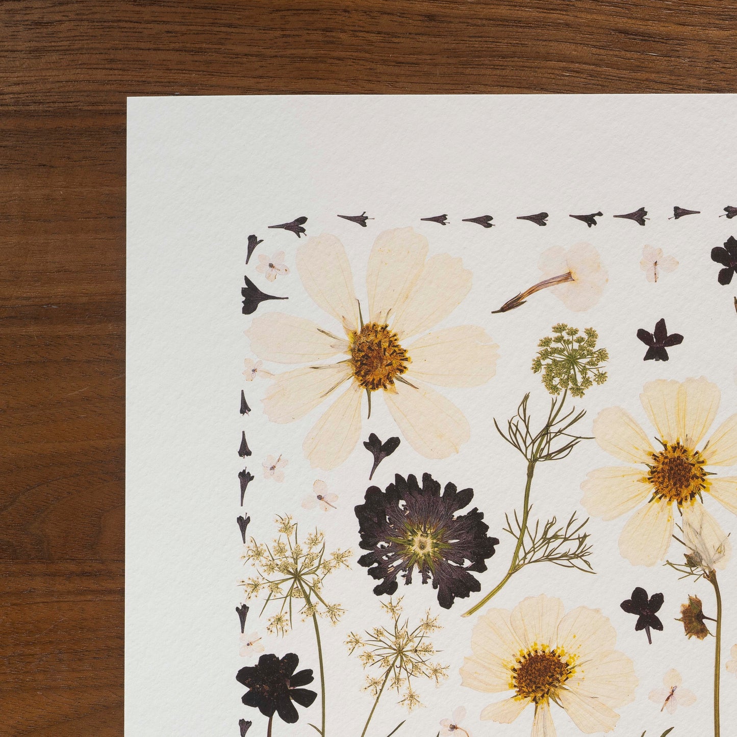 Close up of pressed flower collage called Midnight Meadow showing pressed cosmos, queen anne's lace, and pincushion.