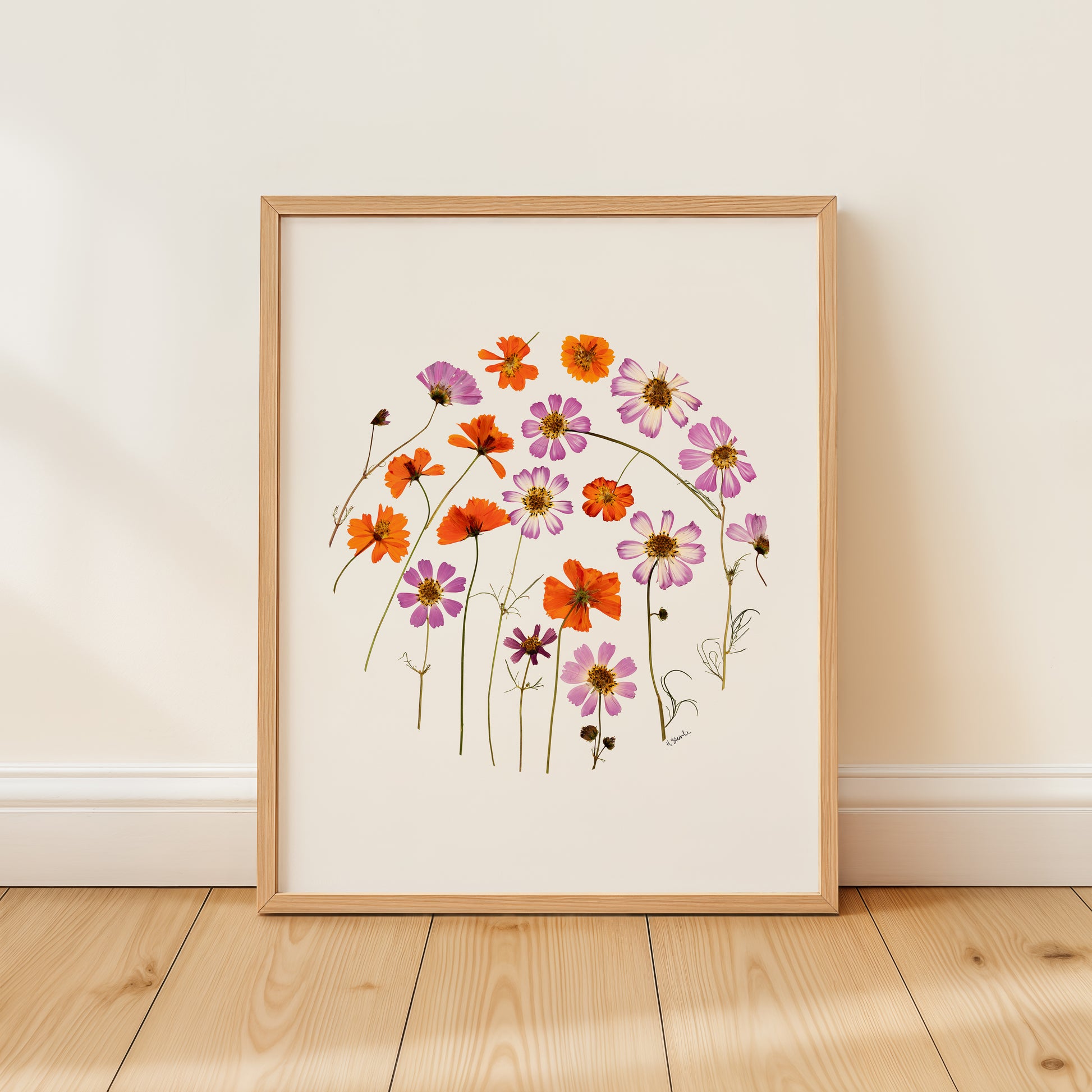 Framed pressed flower circle fine art pritn of colorful cosmos on a white wall.