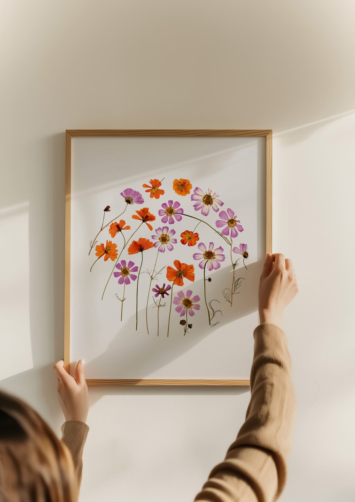 Person hanging a framed pressed cosmos circle collage of colorful flowers on a wall.