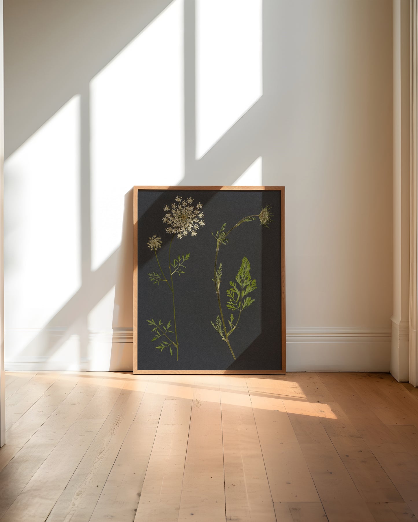 Framed botanical pressed queen anne's lace art print on a wall with sunlight casting shadows