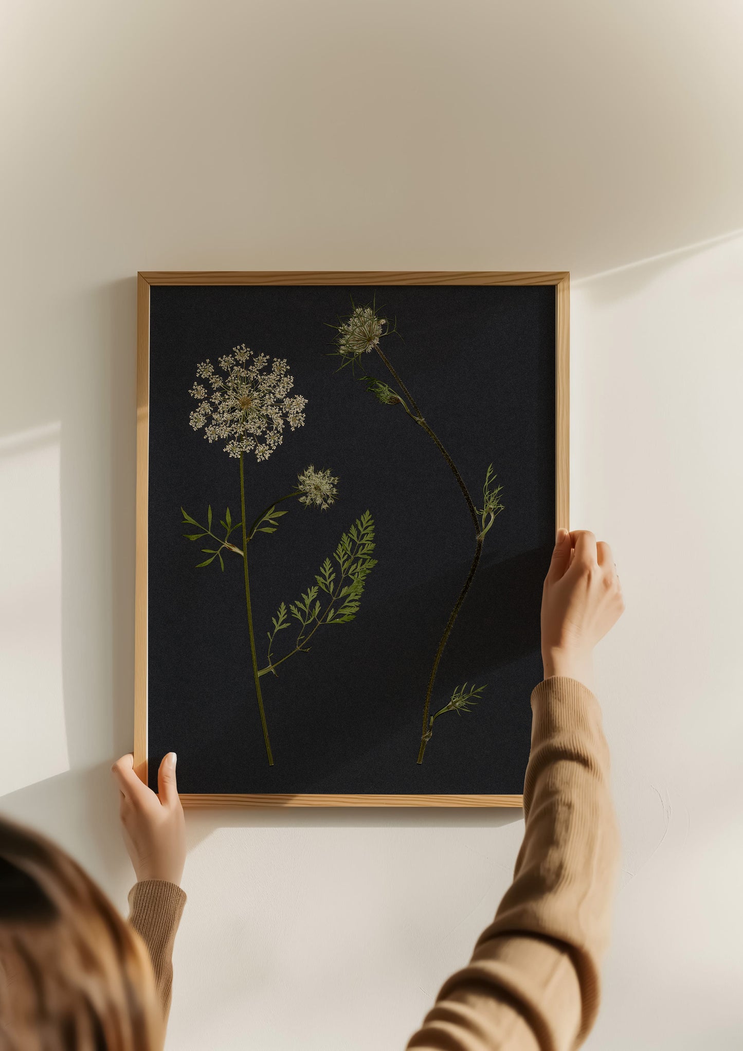 Person hanging a framed pressed flower art print of pressed queen anne's lace on a wall
