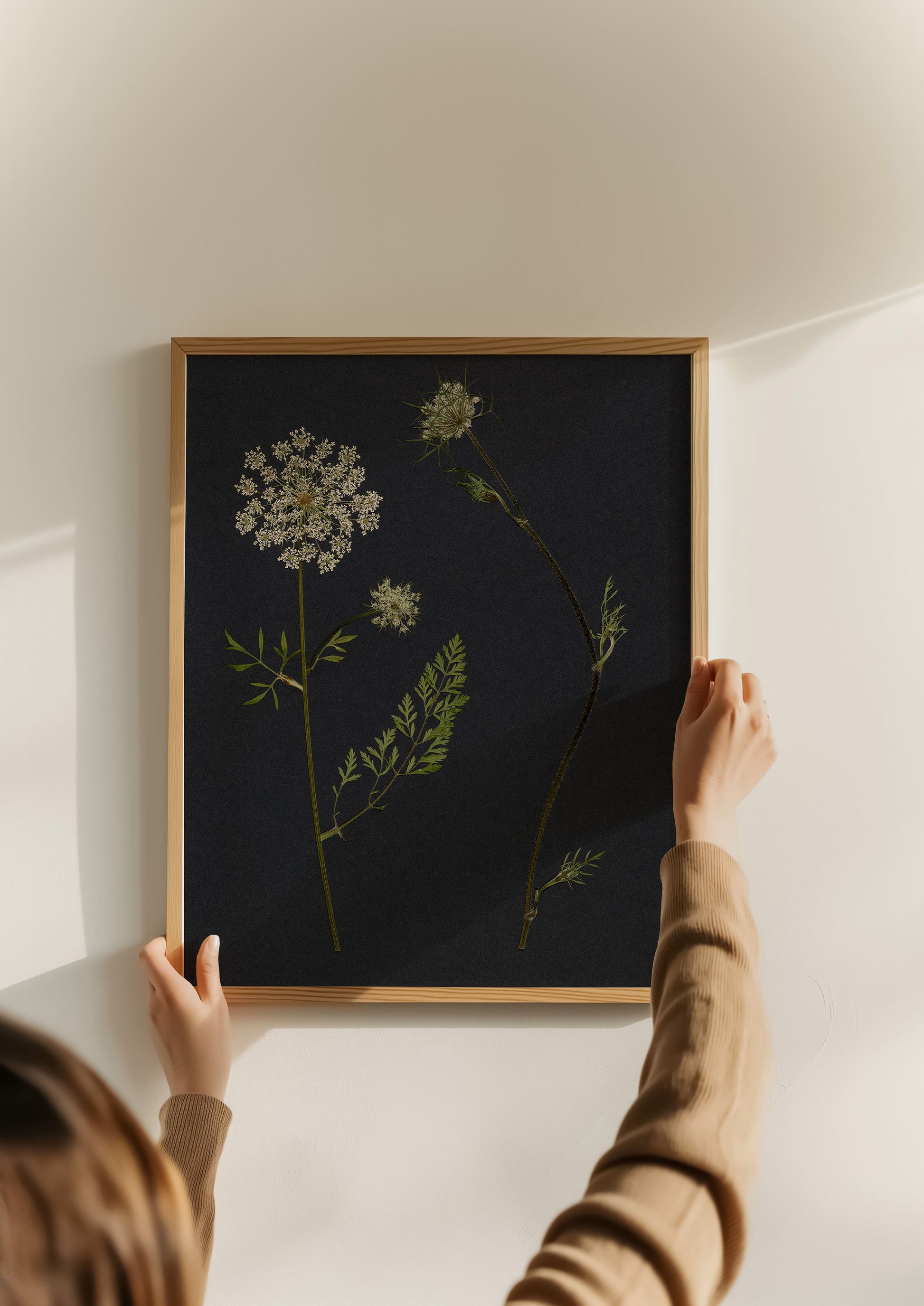 Person hanging a framed pressed flower art print of pressed queen anne's lace on a wall