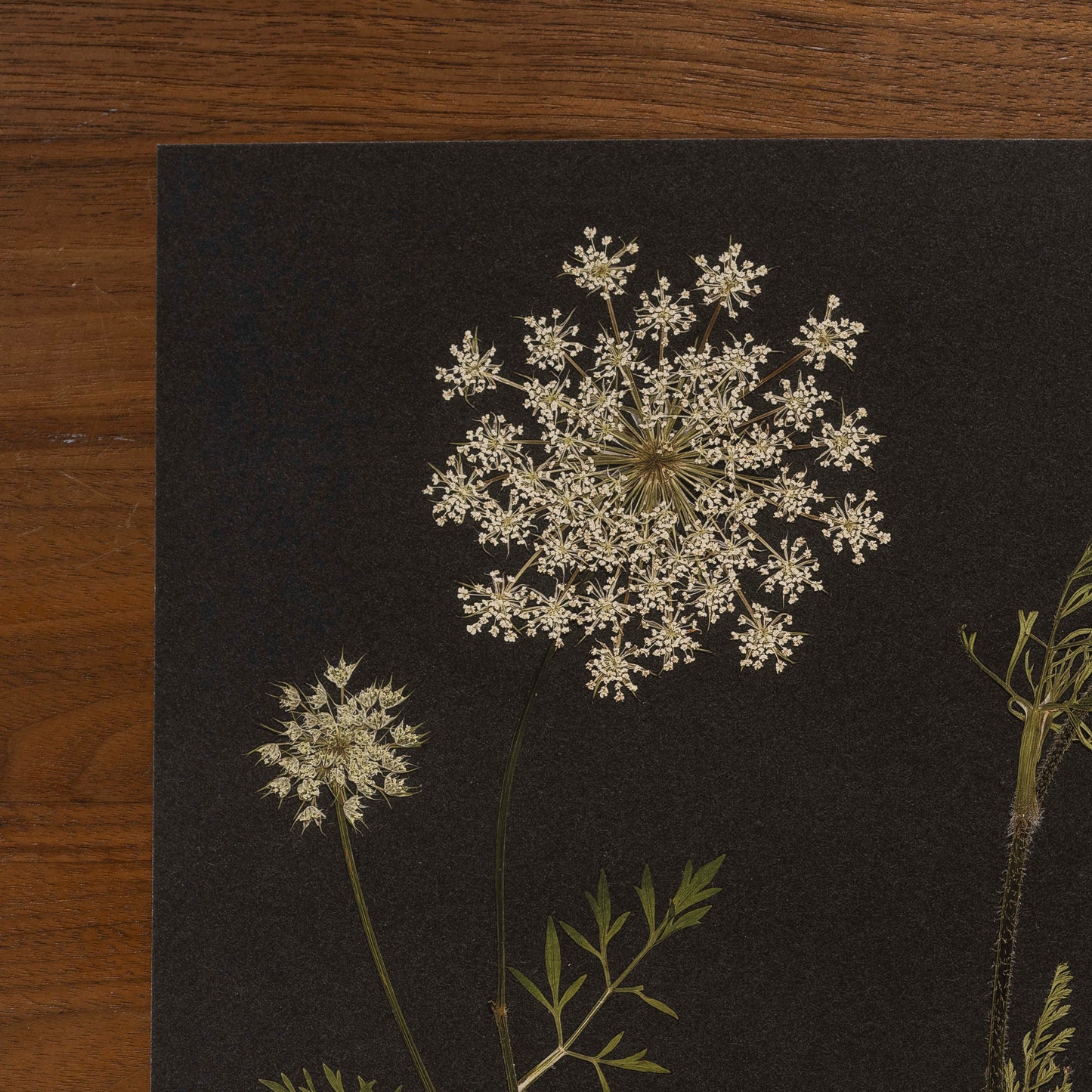 Close up of pressed queen anne's lace fine art print with dark background