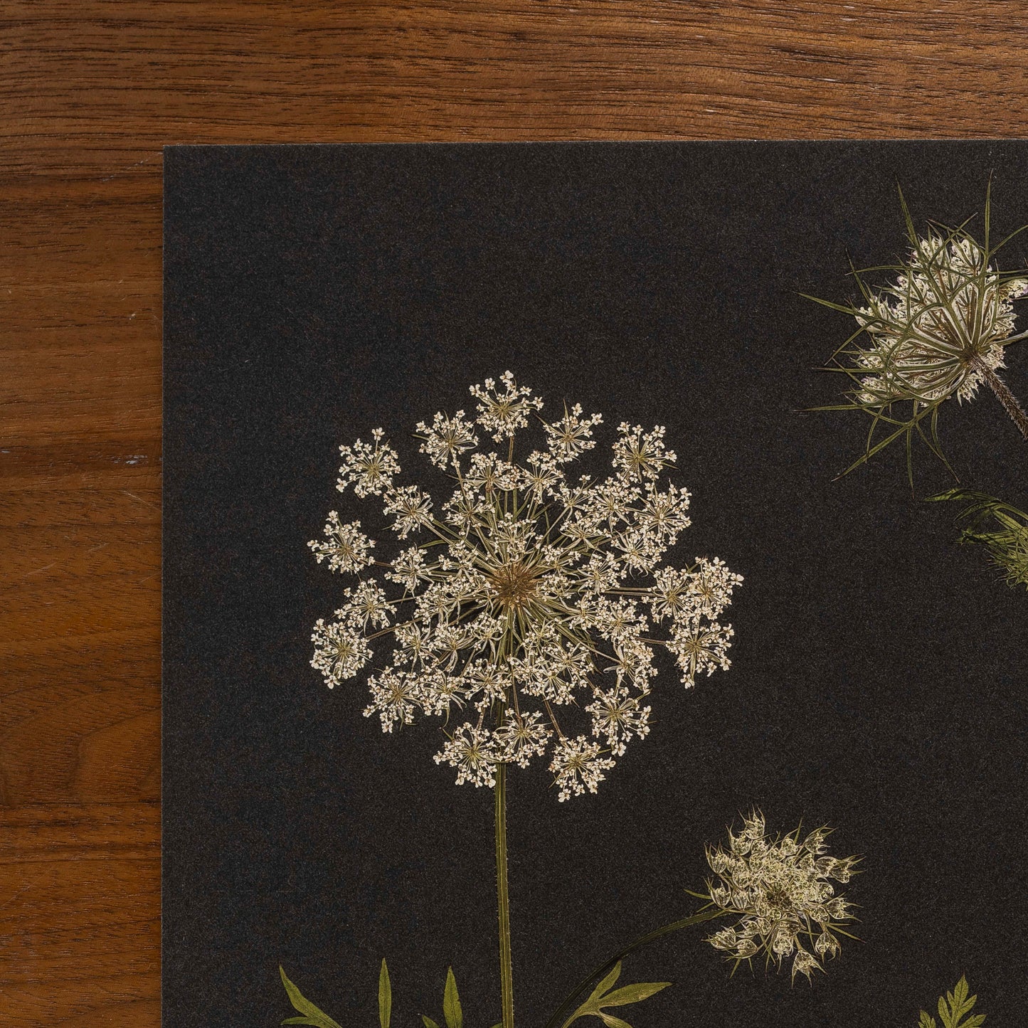 close up of corner of pressed flower queen anne's lace art print