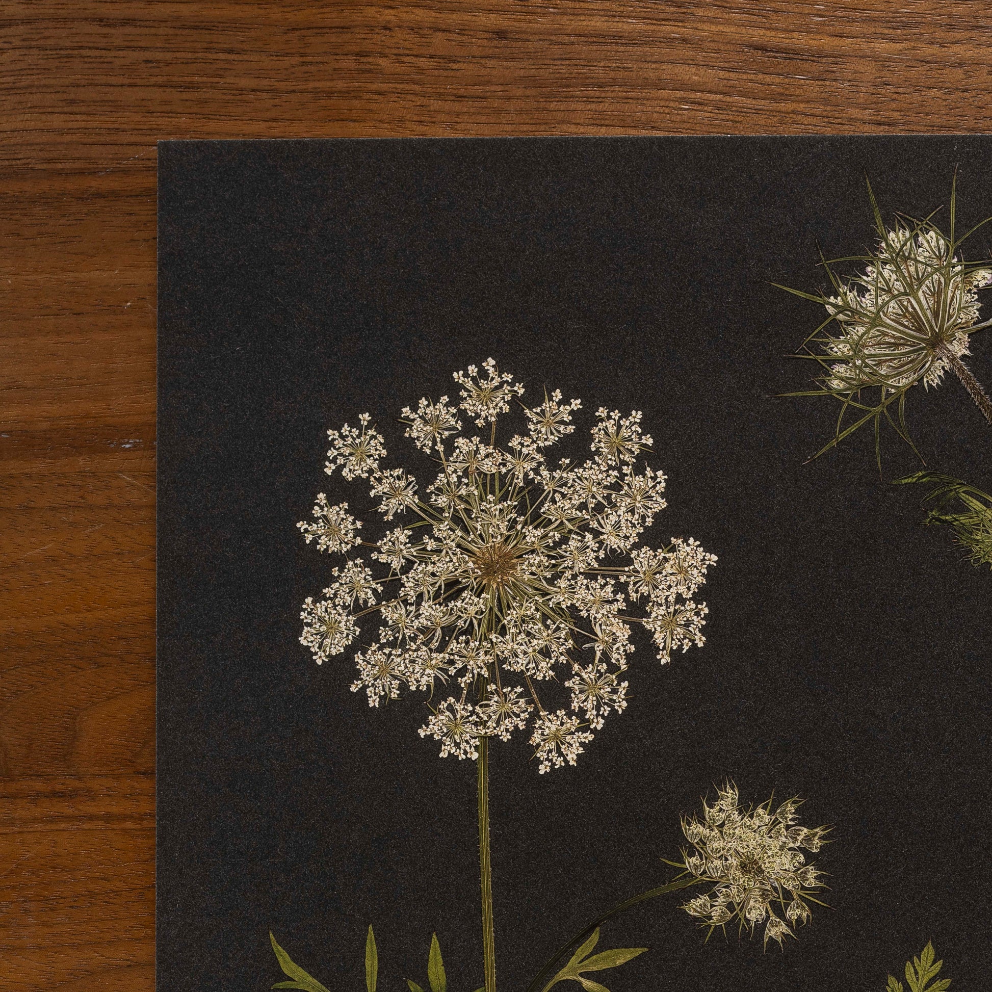 close up of corner of pressed flower queen anne's lace art print