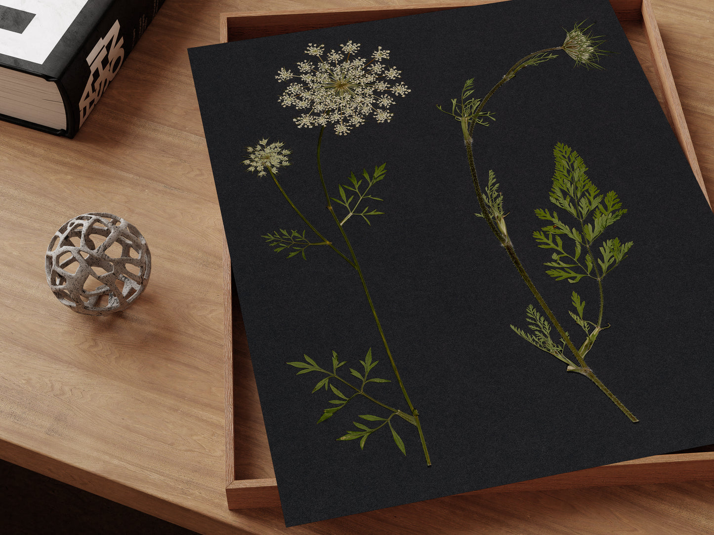 Pressed queen anne's lace flower art print on desk