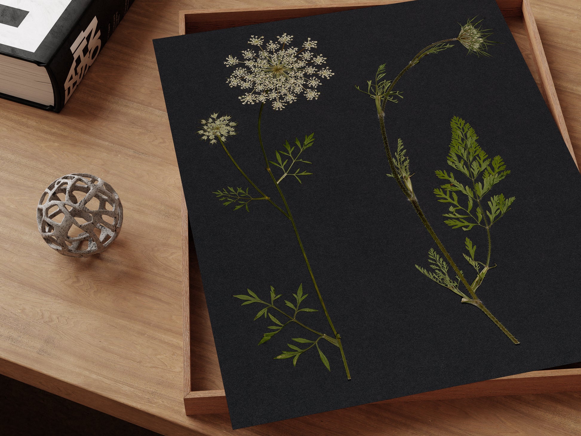 Pressed queen anne's lace flower art print on desk