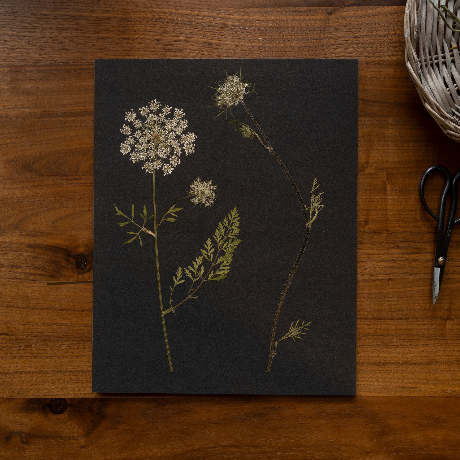 pressed flower queen anne's lace art print laying on a desk next to niwaki scissors and a woven basket.