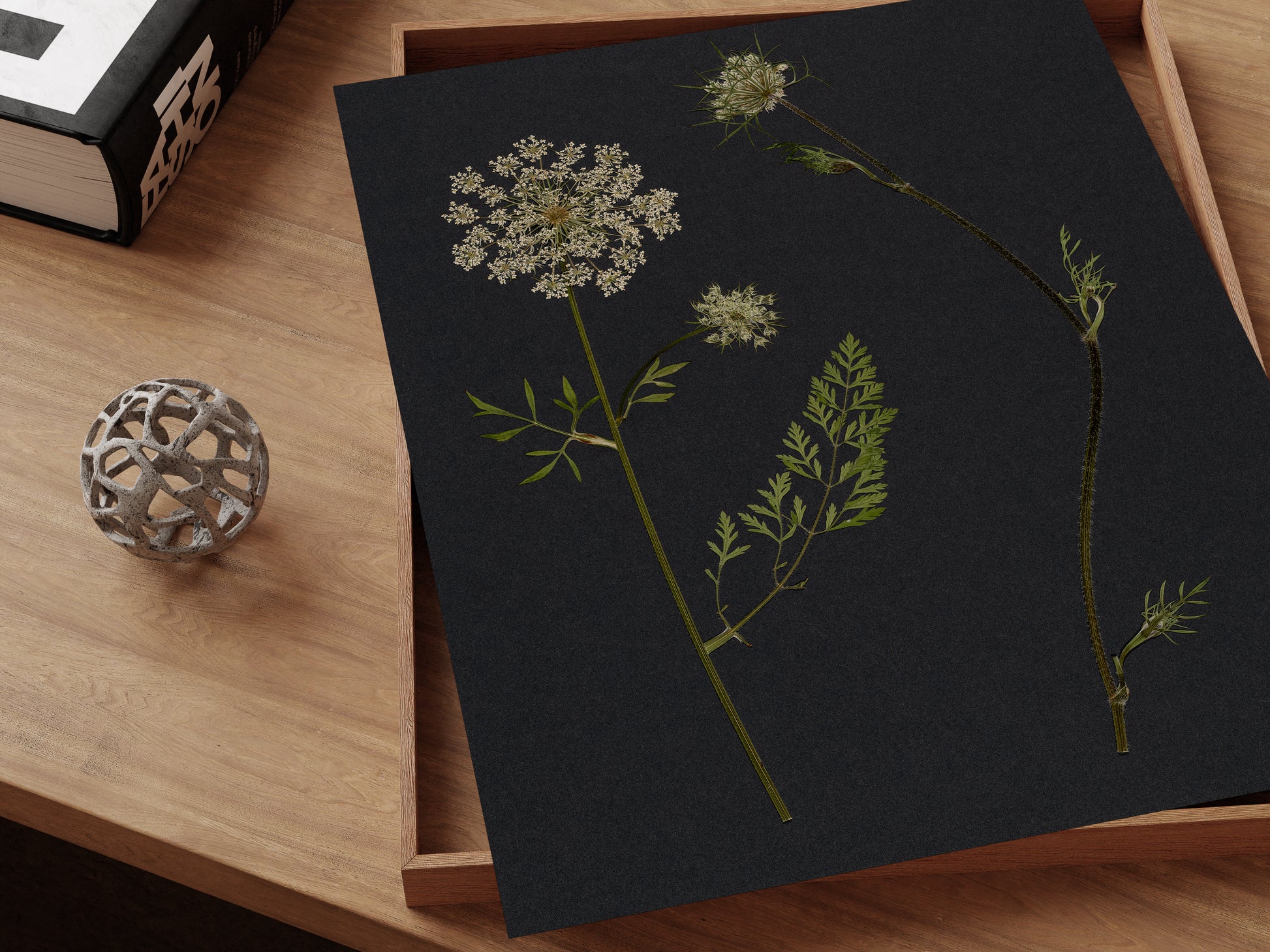 floral art print of pressed queen anne's lace flower on a desk.