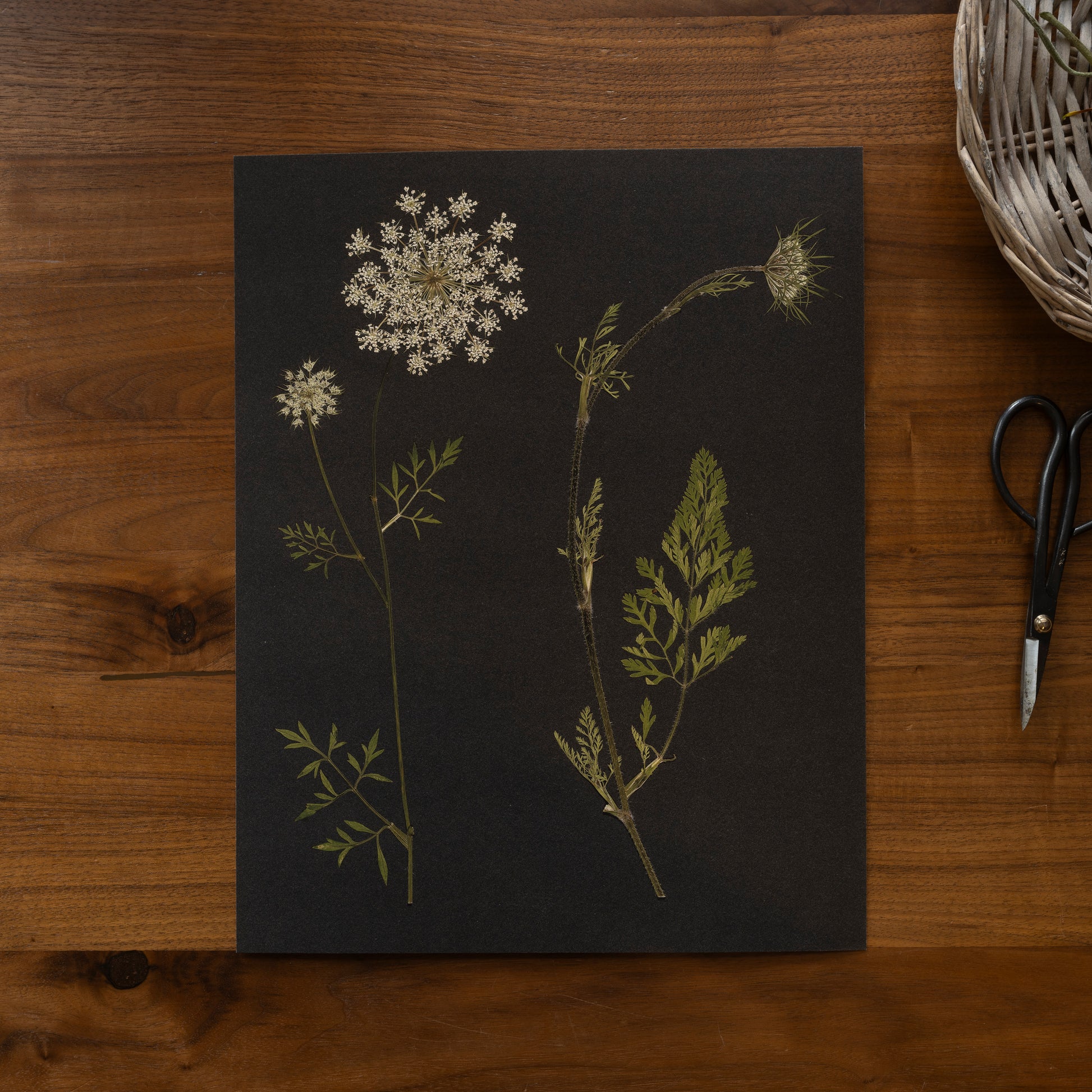 Pressed queen anne's lace flower art print on desk