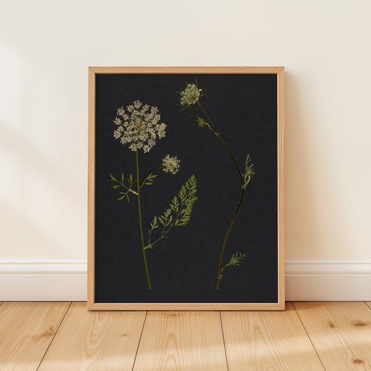 Framed botanical pressed flower art print with pressed queen anne's lace on a dark background, leaning against a white wall.