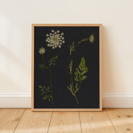 Framed botanical pressed flower art print with queen anne's lace and green leaves on a dark background, placed on a wooden floor.