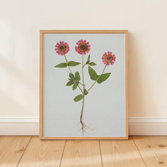 Framed botanical art print of pressed pink Zinnia flowers and green leaves on a light blue background, leaning against a white wall.