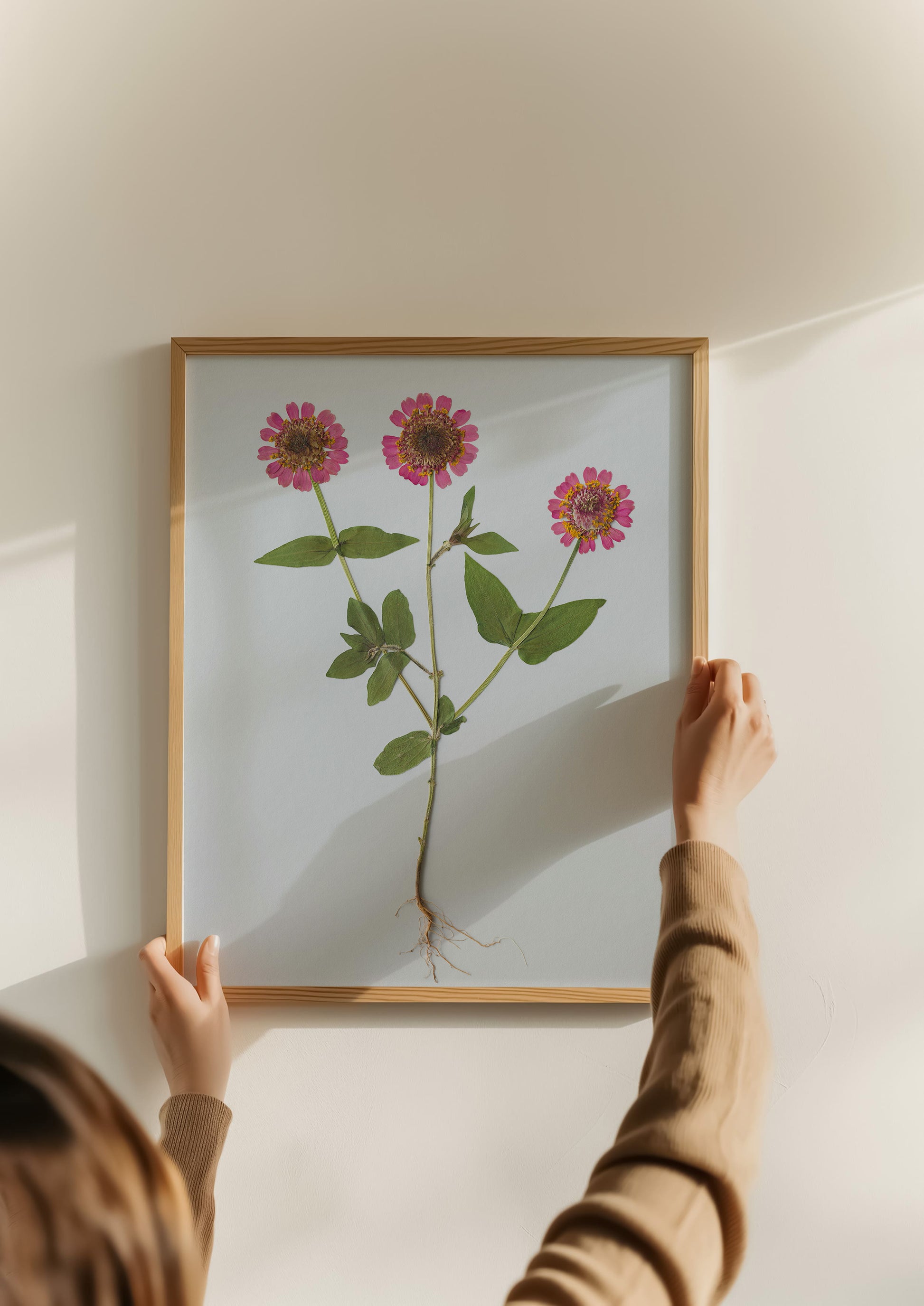 Person hanging a framed pressed flower art print of zinnia with roots on a wall