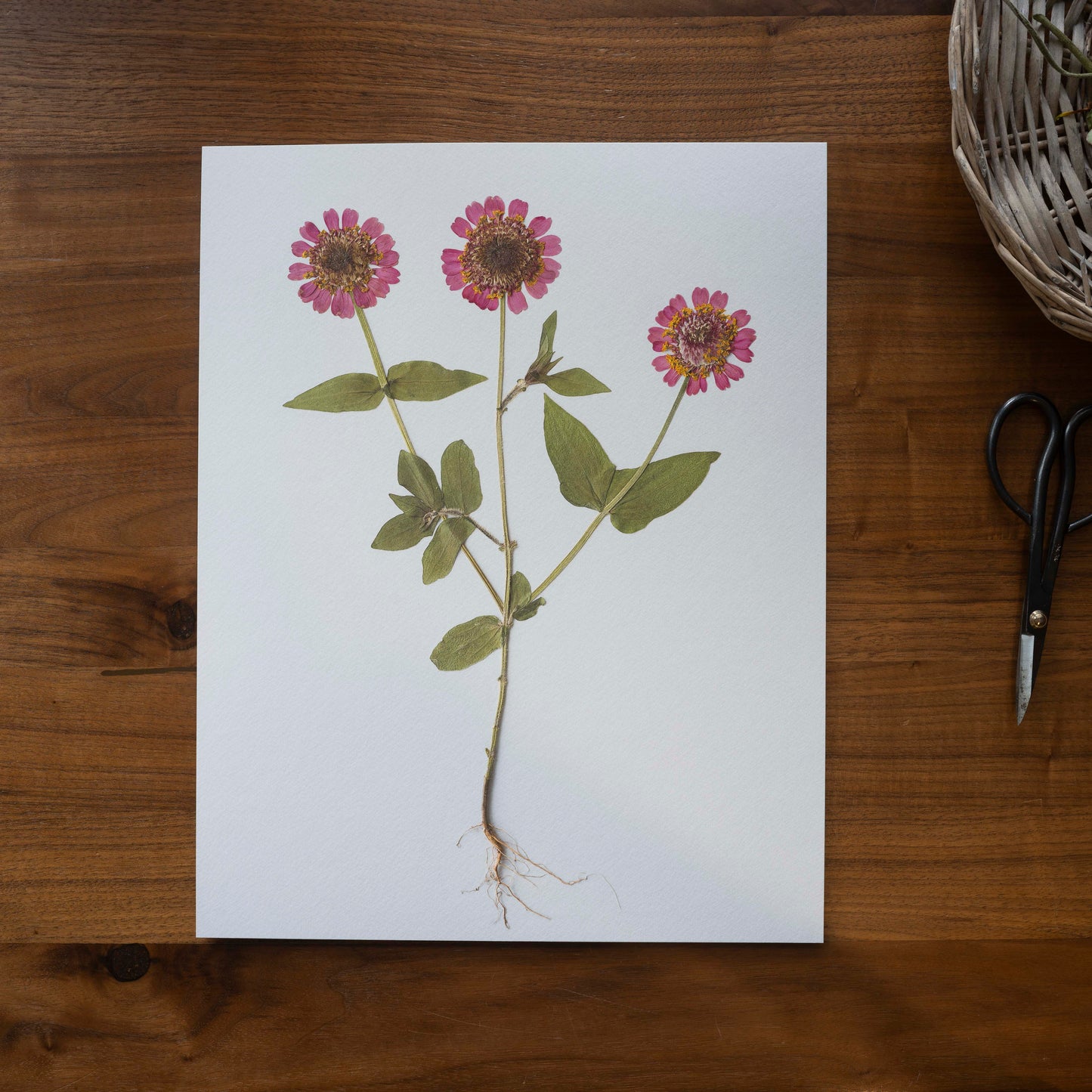 Pressed zinnia with roots art print on a desk.