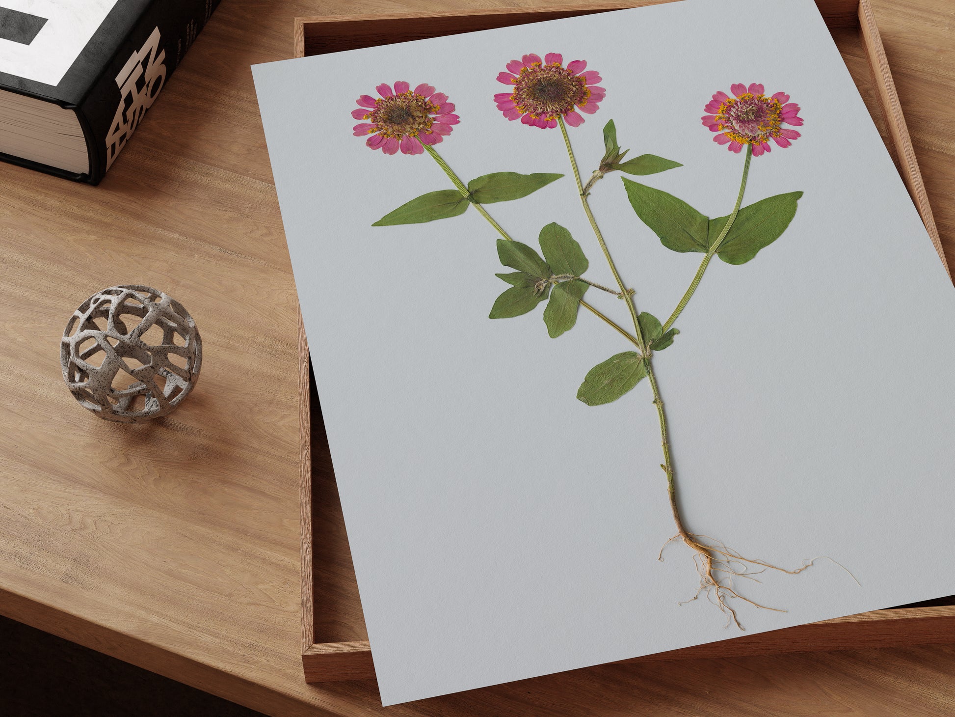 Pressed pink zinnia with roots art print on a desk.
