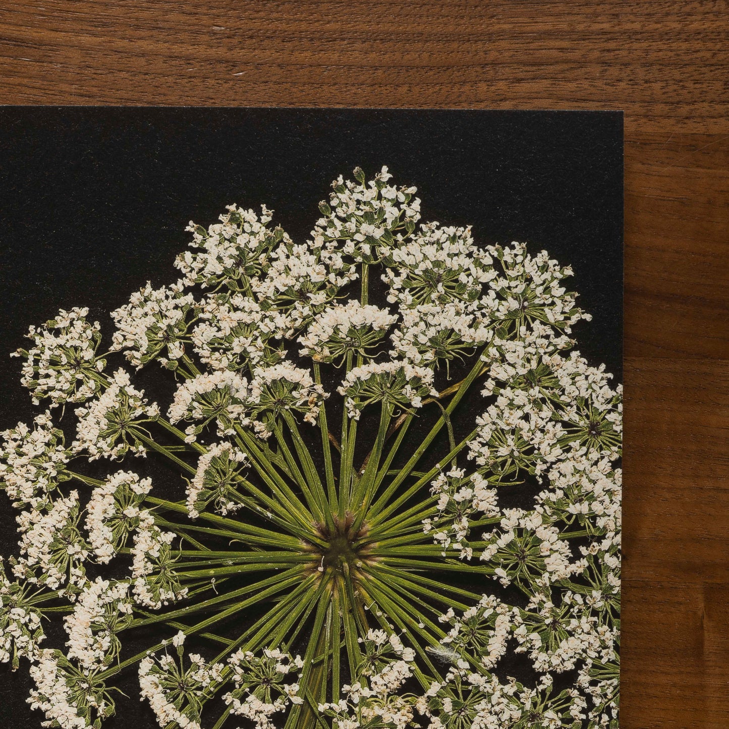 Closeup of pressed queen anne's lace fine art print on walnut desk.