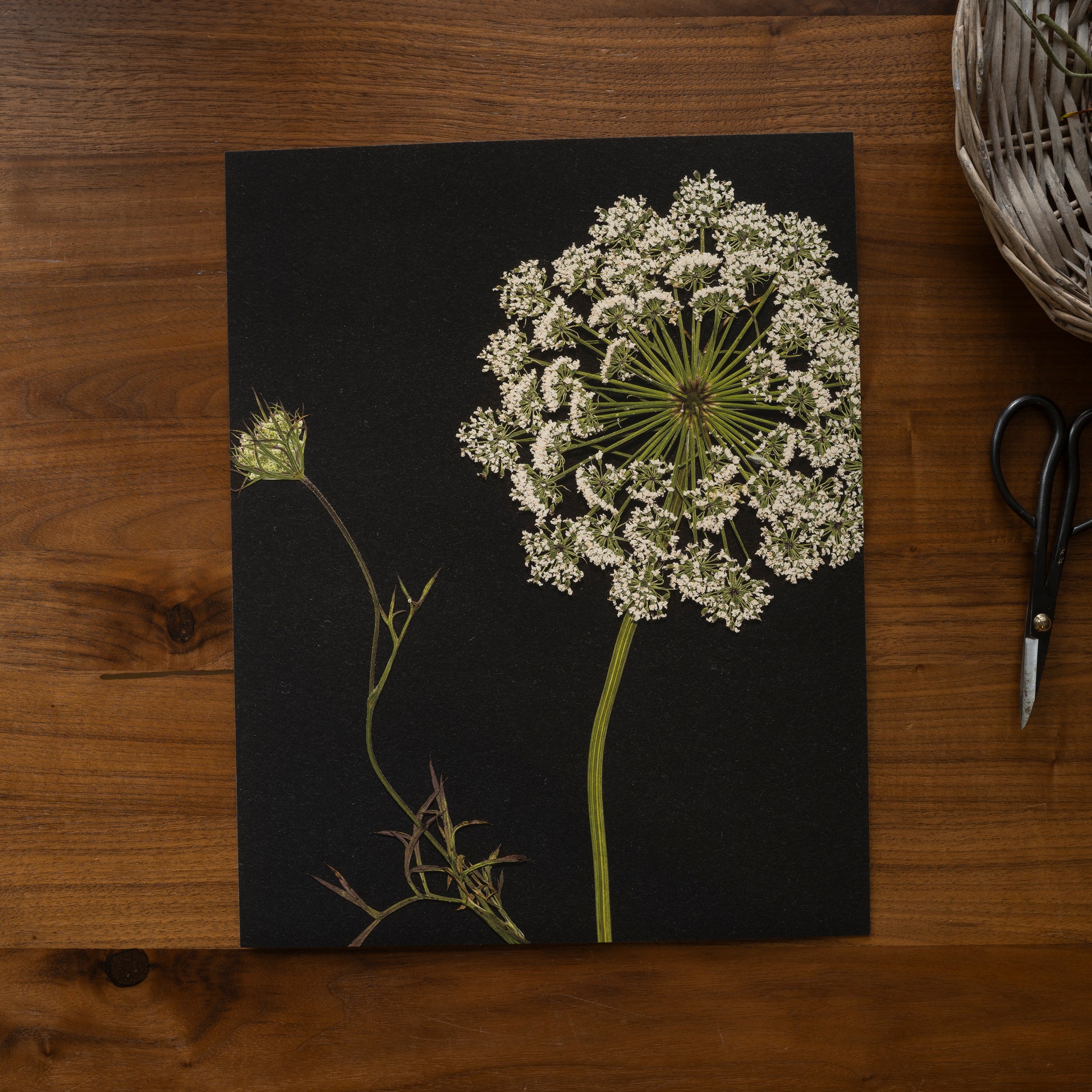 Pressed flower fine art print on walnut desk with scissors and basket