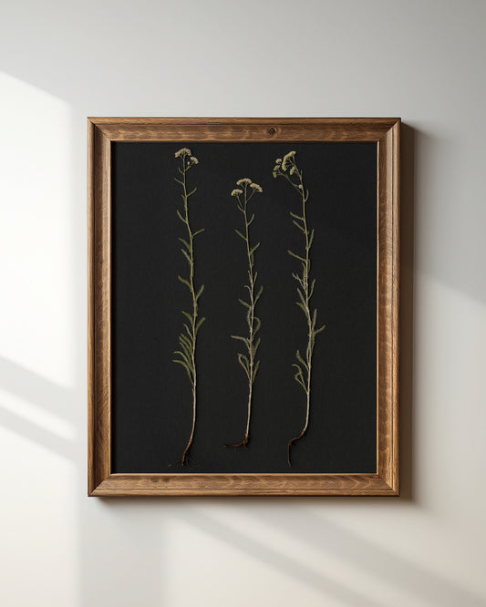 Root Series No. 1