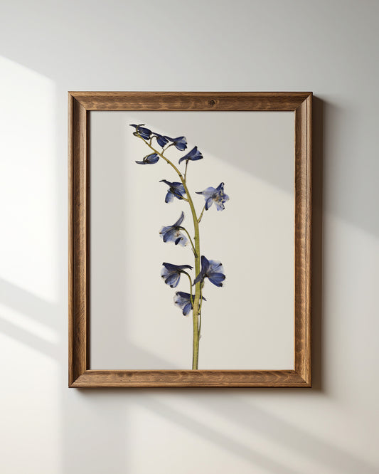 Wistful Blue