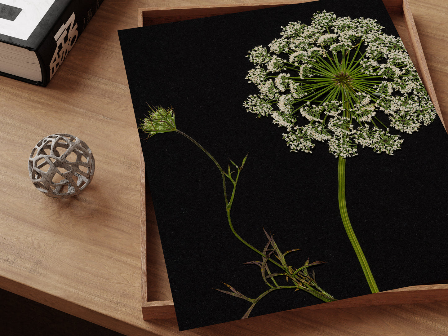 Pressed flower art print on desk, queen anne's lace against black background.