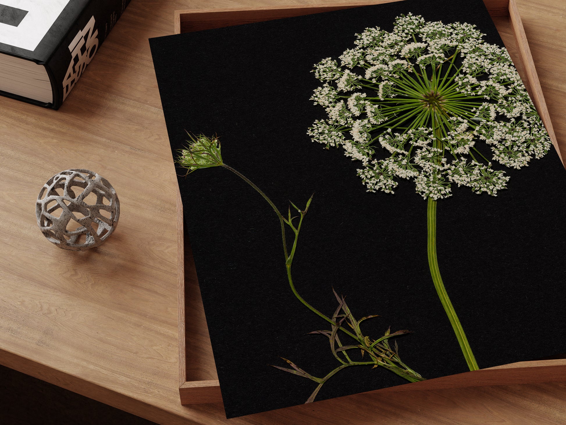 Pressed flower art print on desk, queen anne's lace against black background.