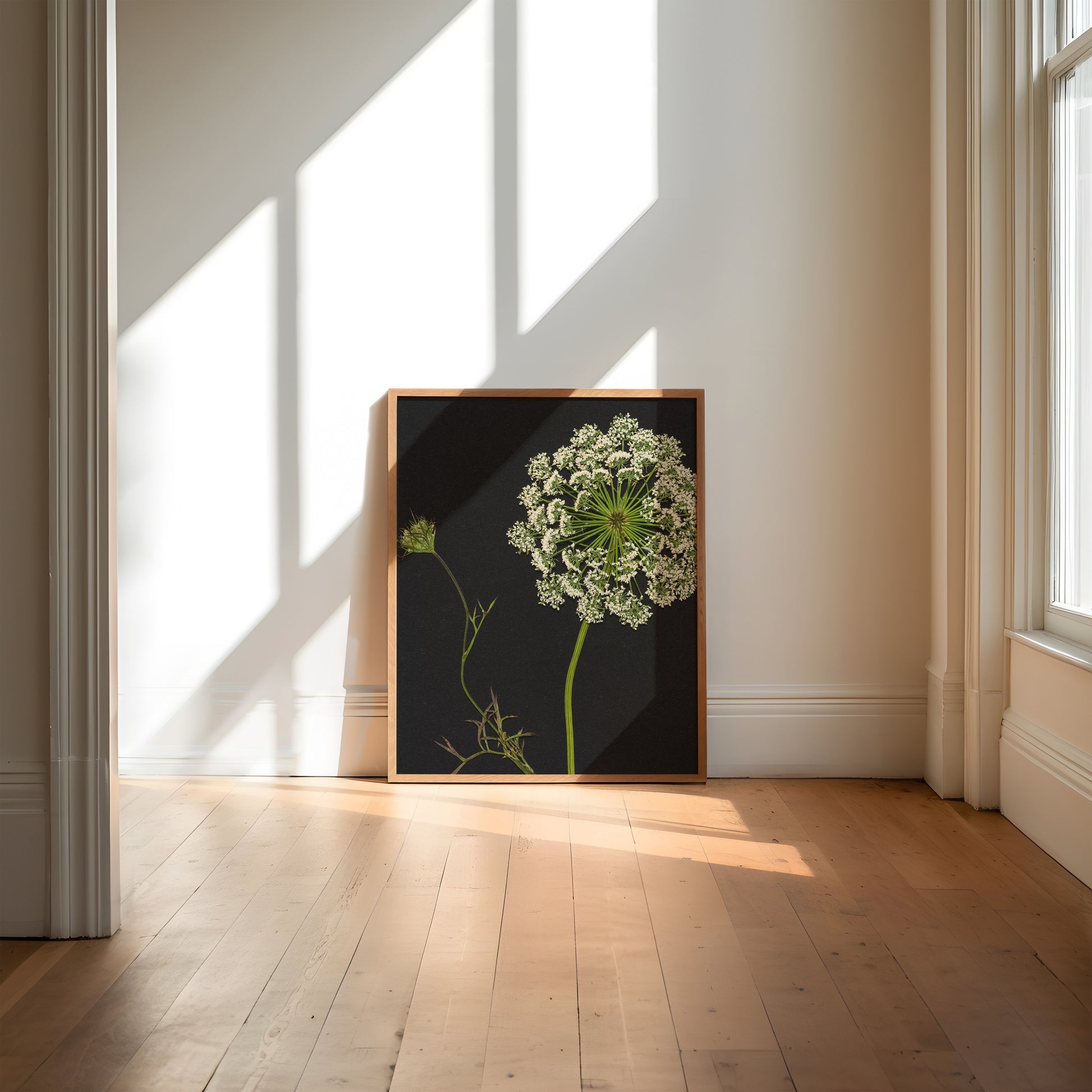 Framed artwork of pressed queen anne's lace on a wall in a bright room with sunlight streaming through windows.