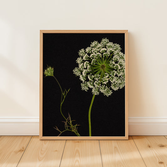 Framed botanical print of pressed queen anne's lace against a black background on a wooden floor.