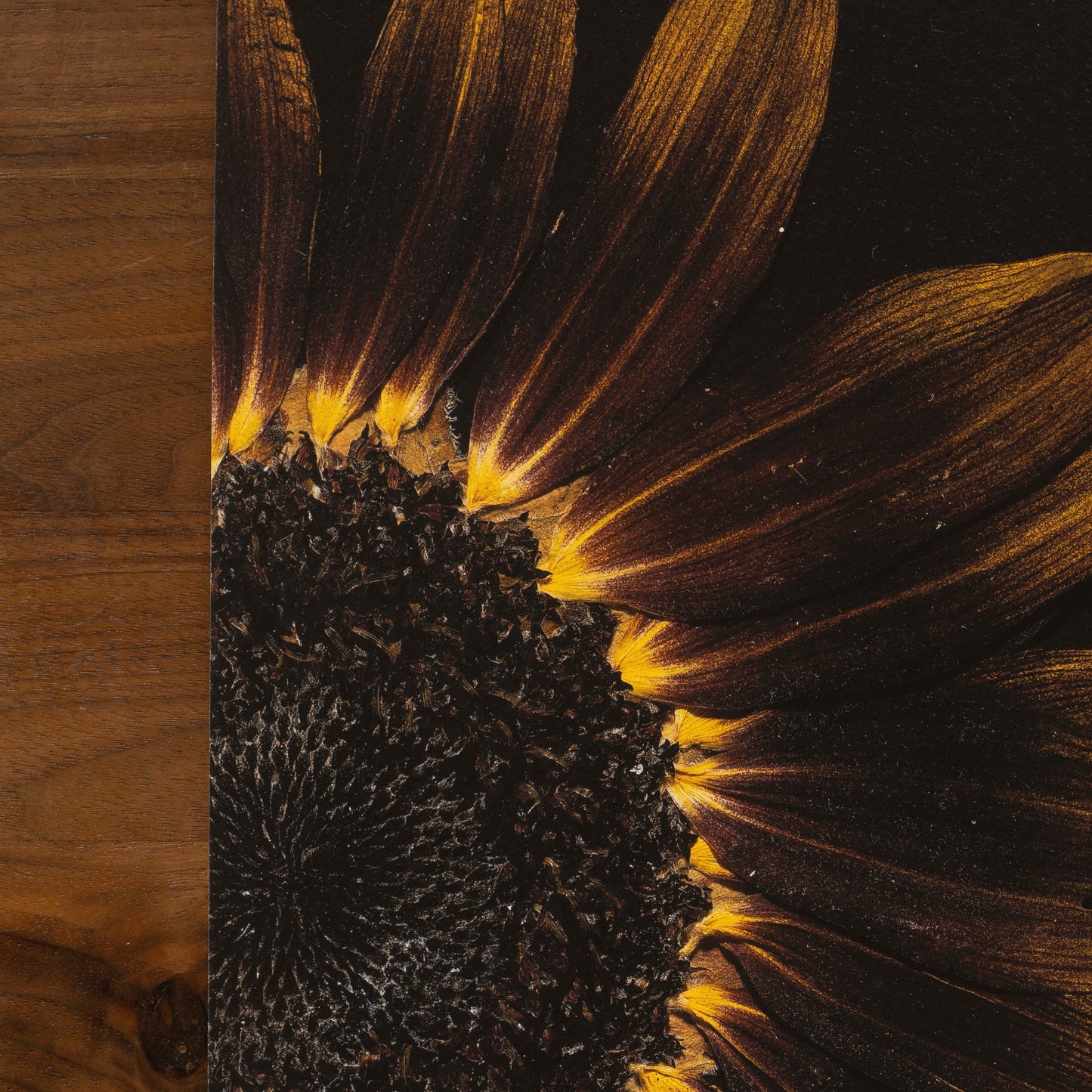 Close-up of a sunflower with a wooden surface on the left side
