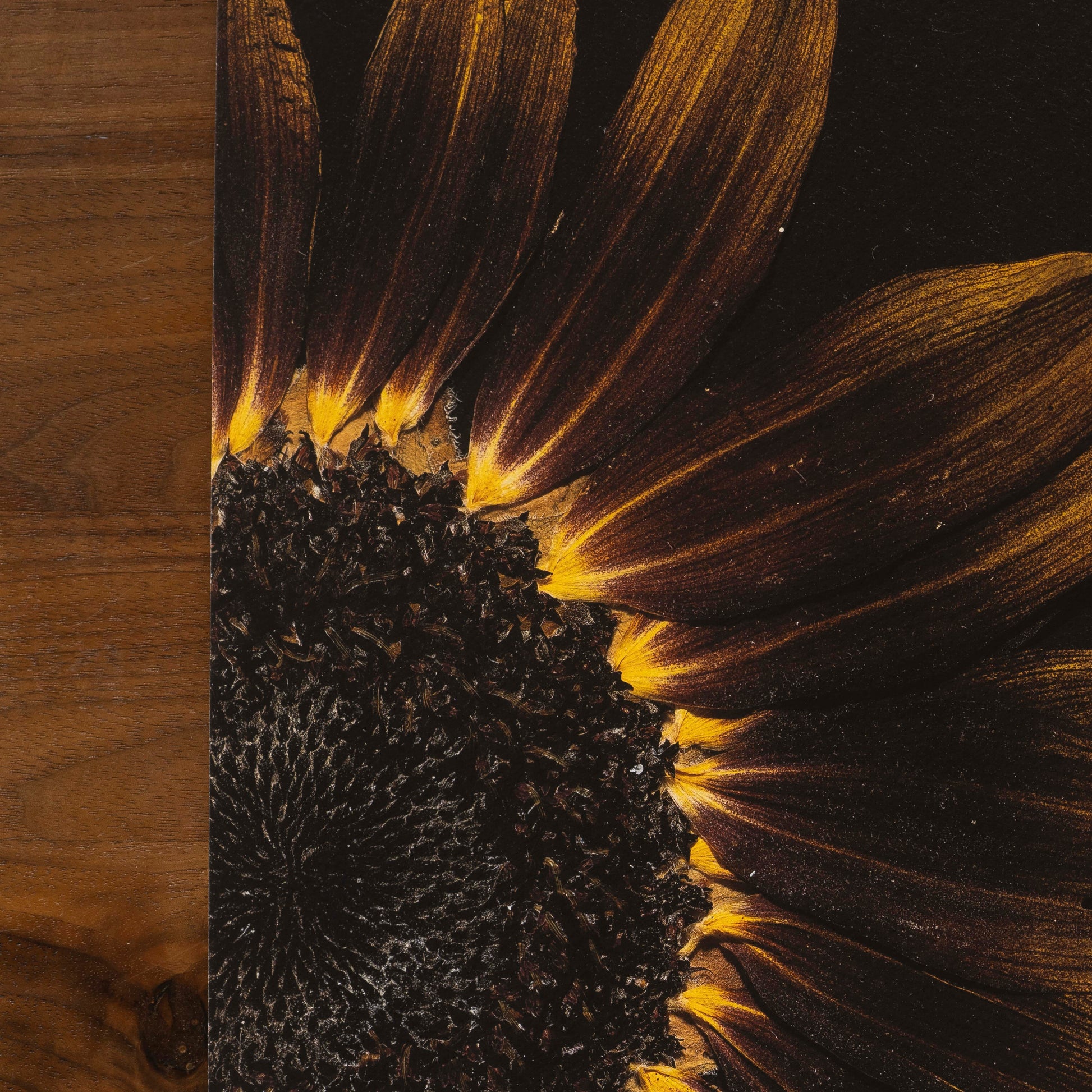 Close-up of a sunflower with a wooden surface on the left side
