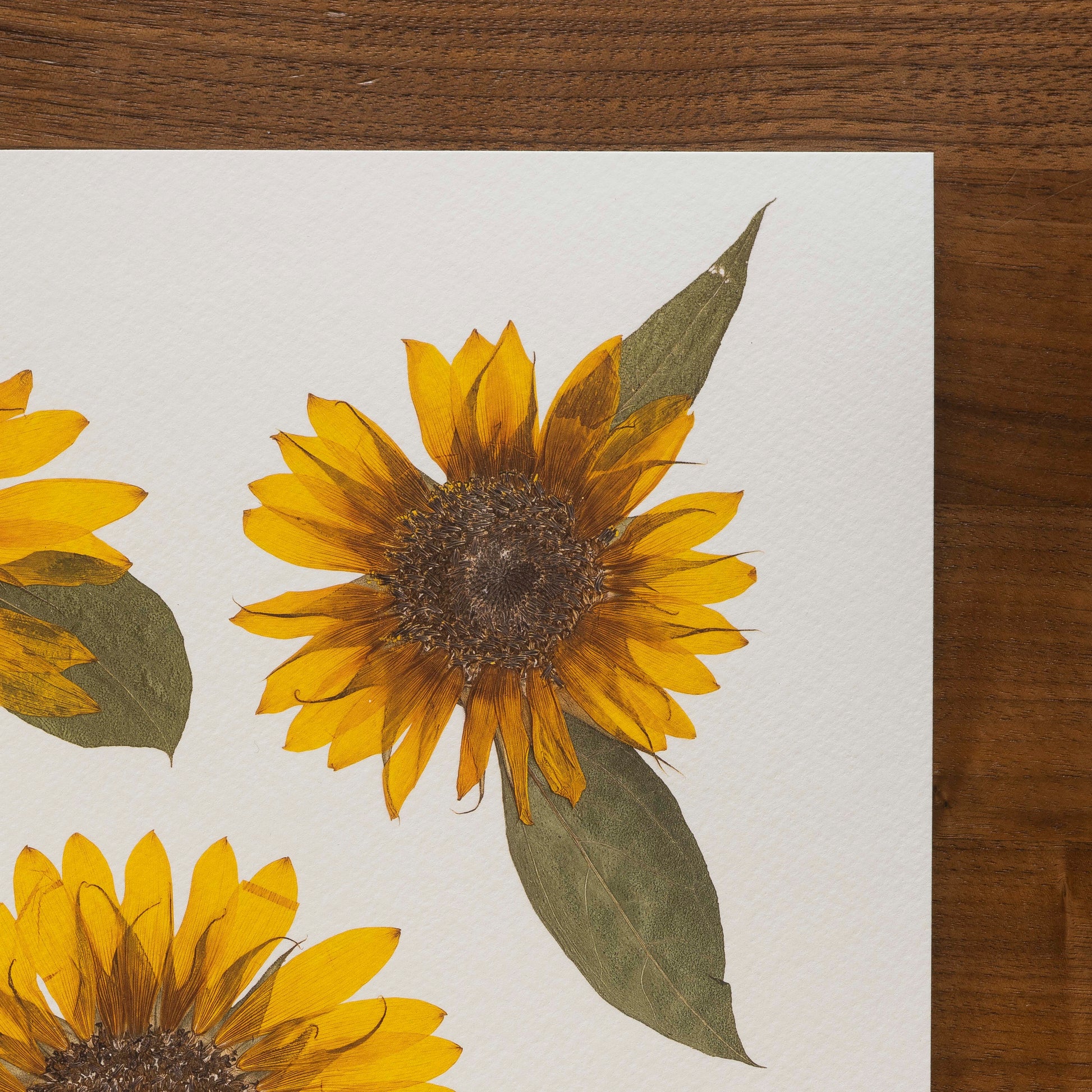 Close up of pressed sunflower petals on a white background.