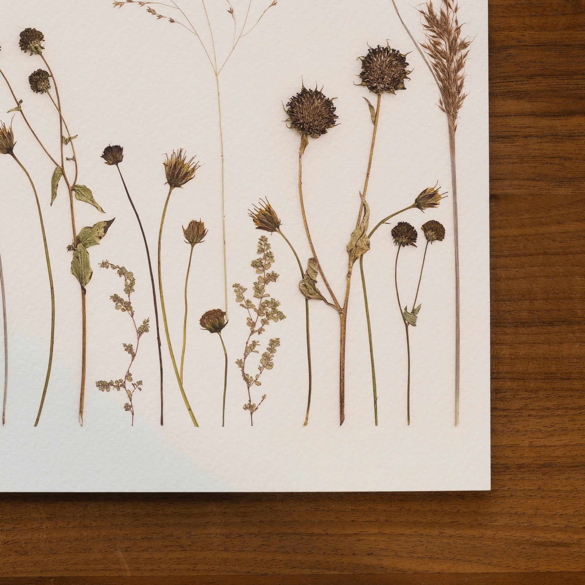 Pressed flowers and tall grass art print close up.