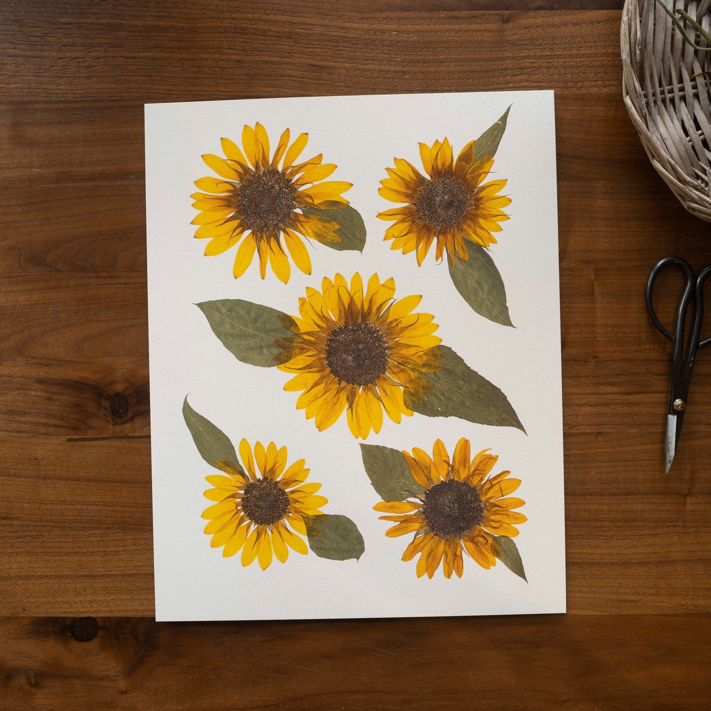 Art print of pressed yellow sunflower on a wooden surface with scissors and basket.