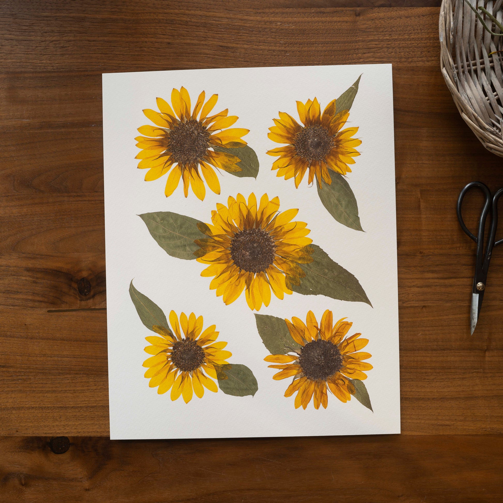 Art print of pressed yellow sunflower on a wooden surface with scissors and basket.
